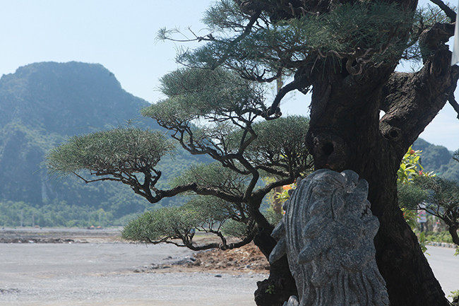 . Những tay cành rơi từ gốc…