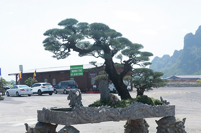 "Tôi mua cây ít khi bán đi vì muốn trong khuôn viên vườn nhà mình đủ chủng loại cây. Những cây cổ, nghệ thuật mua bây giờ rất khó", anh Minh chia sẻ.