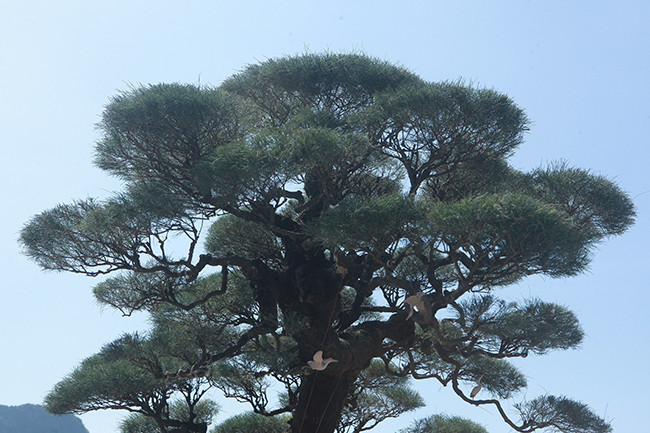 Bông tán xanh mướt tỏa sang hai bên khiến người xem không rời mắt