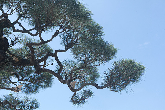 …lên đến ngọn, nhìn rất hoàn hảo.