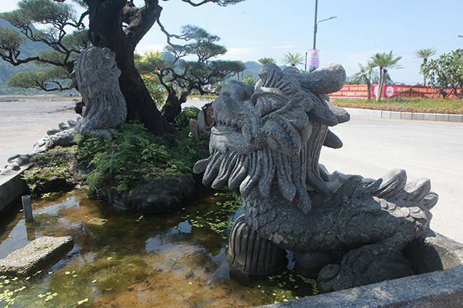 Cây phi lao cổ đặt trong một chậu khắc hình những con rồng, bên dưới chậu đá có 4 con rùa.