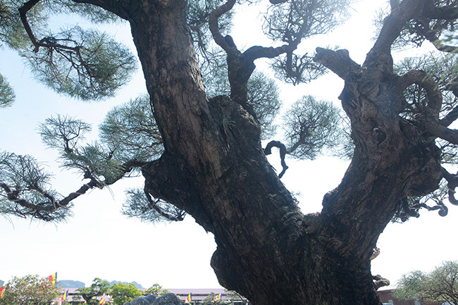 Thân cây xù xì, u bướu chứng tỏ cây nhiều năm tuổi.