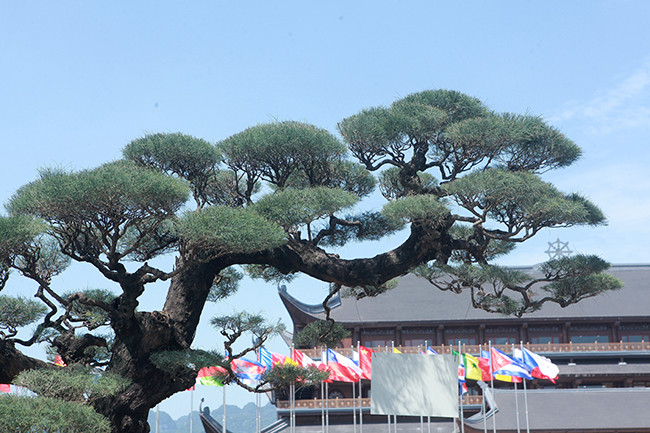 "Tác phẩm đoạt được rất nhiều giải vàng tại các hội Sinh vật cảnh trong nước", anh Minh cho biết.