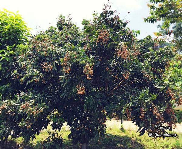 Nha vuon tho mong 3000m² nhu resort cua nu bien tap vien VTV xinh dep-Hinh-9