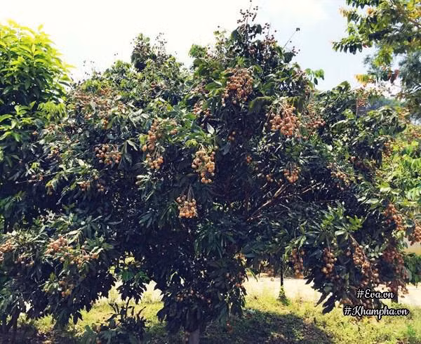 Nha vuon tho mong 3000m² nhu resort cua nu bien tap vien VTV xinh dep-Hinh-9