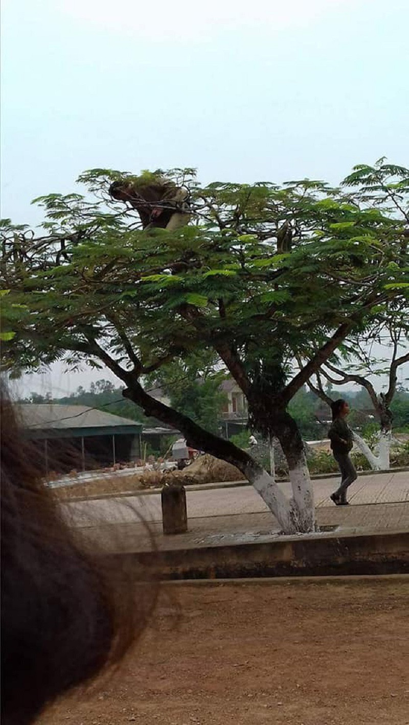 Thay giao co tam nhat nam leo cay chup anh toan canh giup hoc tro-Hinh-2