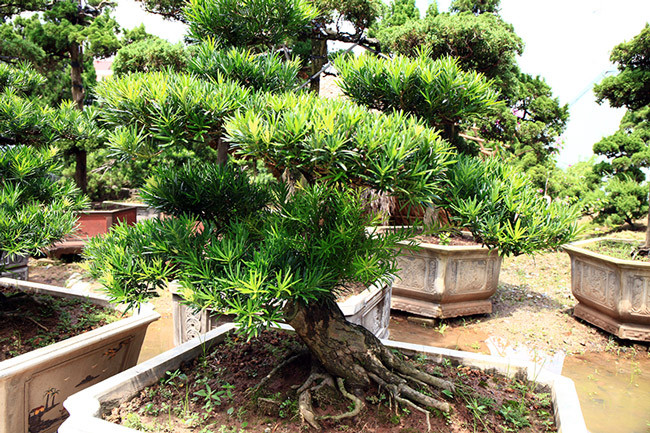 Cũng theo bật mí của người quản gia, một gốc tùng tuổi thọ trên 50 năm với dáng, thế đẹp tại vườn hiện có giá 700 – 800 triệu đồng.