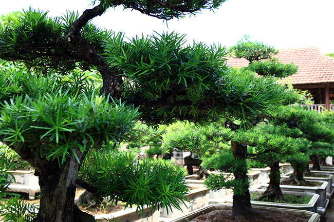 Lưỡng long hứng nguyệt, một tác phẩm tùng bonsai được đánh giá là kiệt tác trong vườn tùng của vị đại gia này.