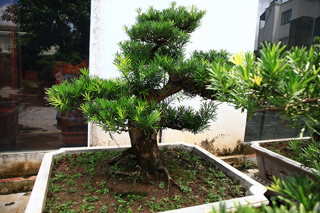 Cây bonsai này có giá 1 tỷ đồng. Cây đã gần 70 năm tuổi.