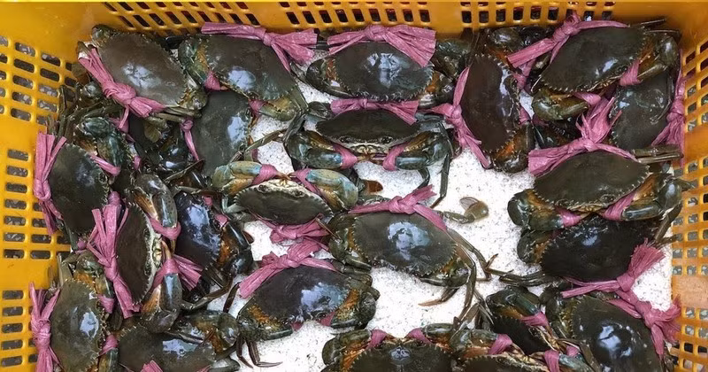 Vi sao cua bien ban sang Trung Quoc re bat thuong 46.000 dong/kg?