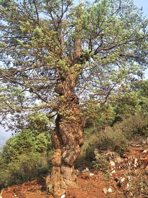 Dai gia di bo 2 ngay, mat hon ty dong de mang 