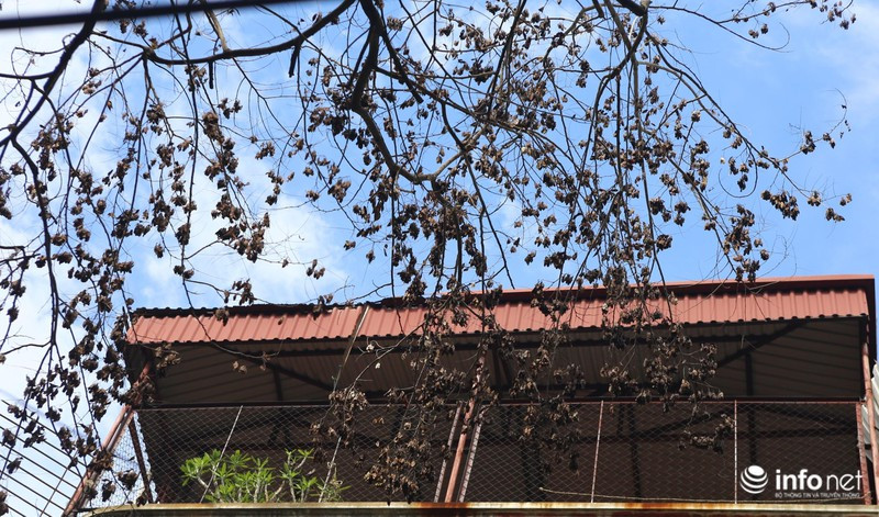 Được biết, hàng cây sưa này là loại sưa đỏ quý hiếm, đã được trồng cách đây hơn 30 năm.