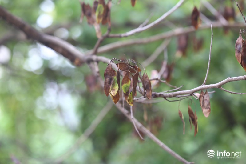 Nhiều người cho rằng, hiện tượng các cây sưa chết có dấu hiệu bị đầu độc. Hiện người dân tại đây đã nhờ các cơ quan chức năng can thiệp, điều tra.