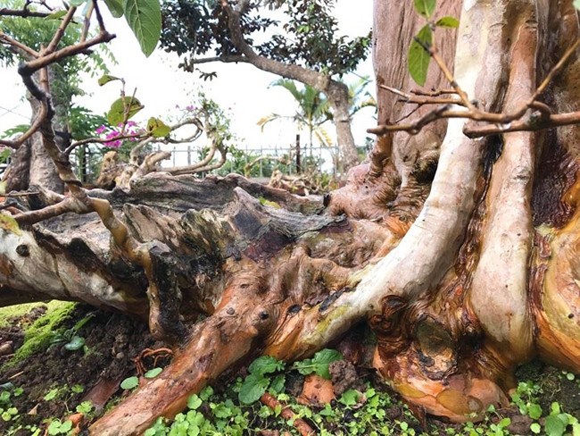 Người chơi cây nhìn vào thân, nốt sần, lớp vỏ, những u cục trên cây có thể đánh giá được độ tuổi cũng như giá trị của cây.