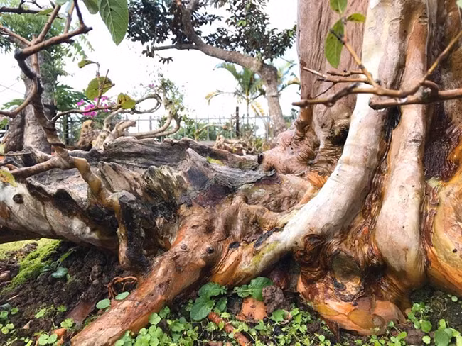 Người chơi cây nhìn vào thân, nốt sần, lớp vỏ, những u cục trên cây có thể đánh giá được độ tuổi cũng như giá trị của cây.