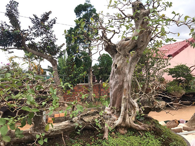 Vì cây sống ở trên sườn một con suối trong rừng nên khi mang cây về đồng bằng việc chăm sóc cây ổi rất đơn giản.