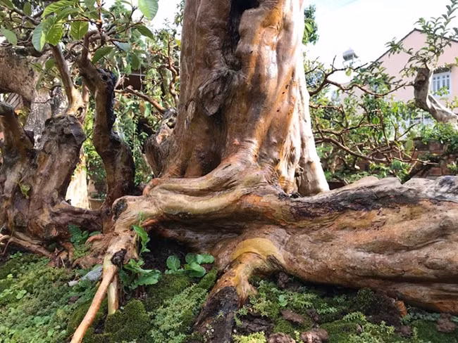 Theo chủ nhân của tác phẩm, cây ổi sống được vài chục năm đã hiếm, cây ổi này có tuổi đời hơn 100 năm thì cực kì quý.