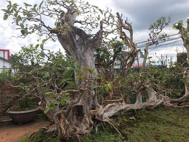 "Mới đầu, người chủ cũ nhìn thấy cây ổi tưởng là một quần thể ổi nhưng khi đánh thấy có một rễ lớn ăn sâu vào đất mới biết đây chỉ là một cây ổi", anh Minh kể lại.