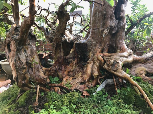 “Siêu” ổi không chỉ có tuổi đời cao mà có hình dáng rất lạ. Hiện tại, cây đang trong quá trình hoàn thiện tay cành.