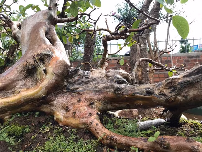 Toàn bộ thân và rễ đều nổi u cục. Thân nằm ngang tạo những đường xoắn rất đẹp.