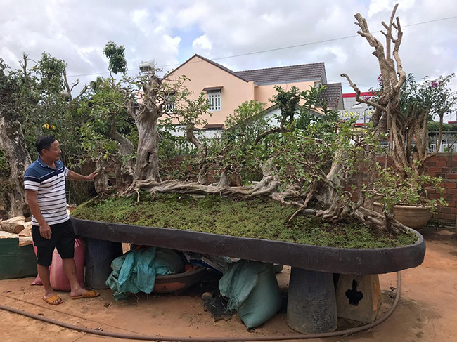 Cây ổi có dáng thế như một con rồng, thân dài 3,9m, có một thân lớn thẳng đứng như đầu rồng. Thân lớn cao khoảng 1,4m và có đường kính 60cm.