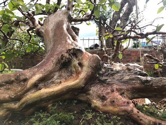 Anh Minh cho biết thêm chơi cây nghệ thuật là vô giá bởi với người biết chơi, thích chơi thì cây ổi này có giá rất đắt hoặc vô giá, song với người không thích thì nó không có giá trị gì.