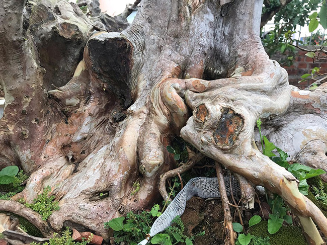 “Chỉ có những cây sống ở trong rừng, hốc đá mới tạo ra được những u cục, đường xoắn như vậy. Cây phải trải qua thời gian, phong ba bão táp mới hình thành nên tuyệt tác”, anh Minh chia sẻ.