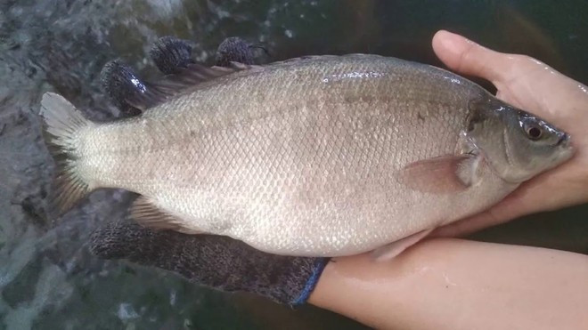 An ca mu Australia 2 trieu/con, hang di may bay cho 1 tuan moi co