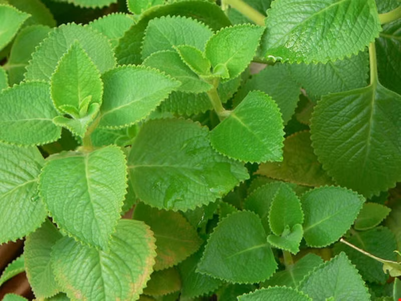 Tuổi Hợi: Cây húng chanh Người tuổi Hợi tiền tài đủ dùng, ăn ngon mặc đẹp. Nhưng tiền tài hay bị thất thoát vì cuộc sống xa hoa, thường không còn lại gì nhiều sau đó. Đặt cây húng chanh trên bàn làm việc sẽ giúp bạn tiêu tiền có lý trí hơn. *Bài viết chỉ mang tính tham khảo