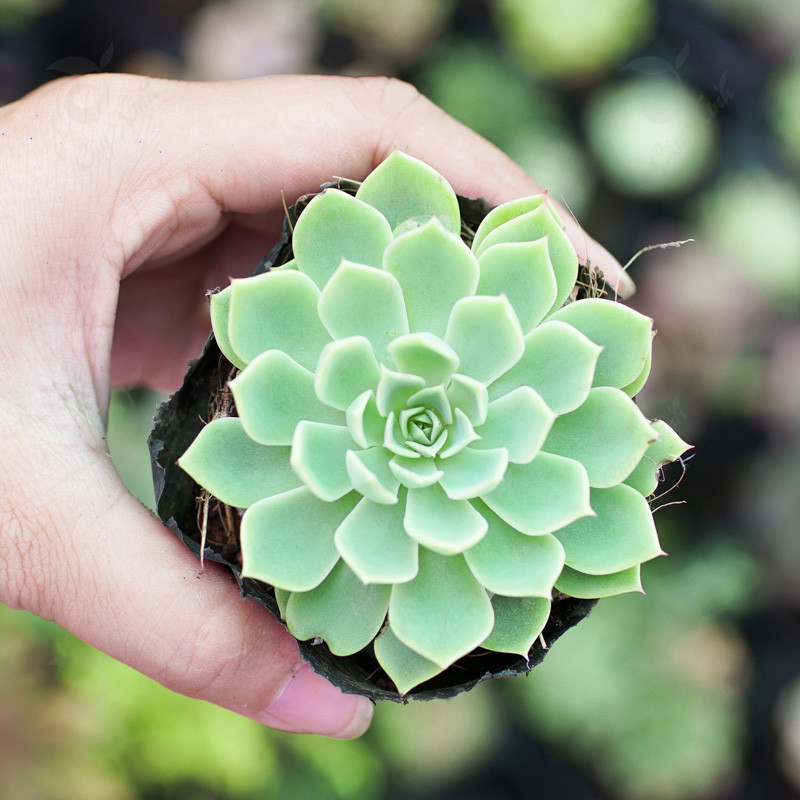 Tuổi Dậu: Cây sen đá Đường tài vận tuổi này rất vượng, nhưng không biết giữ, tiền tài hoặc là bị vay mượn, hoặc hao tổn khi đầu tư. Trồng sen đá trong nhà sẽ phần nào mang ý nghĩa phong thủy giúp ngăn chặn hao tổn tiền bạc.