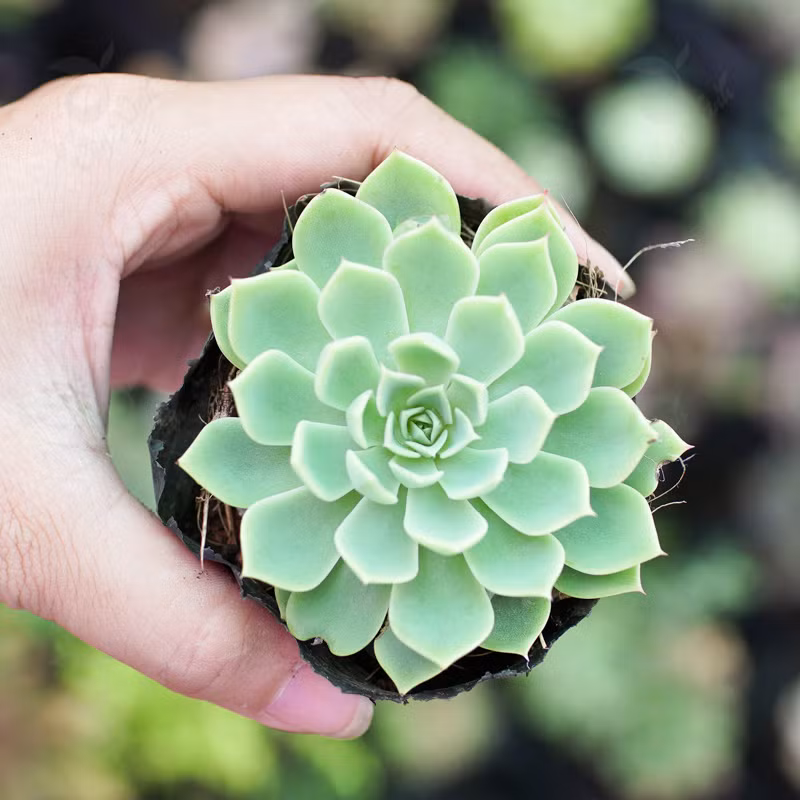 Tuổi Dậu: Cây sen đá Đường tài vận tuổi này rất vượng, nhưng không biết giữ, tiền tài hoặc là bị vay mượn, hoặc hao tổn khi đầu tư. Trồng sen đá trong nhà sẽ phần nào mang ý nghĩa phong thủy giúp ngăn chặn hao tổn tiền bạc.