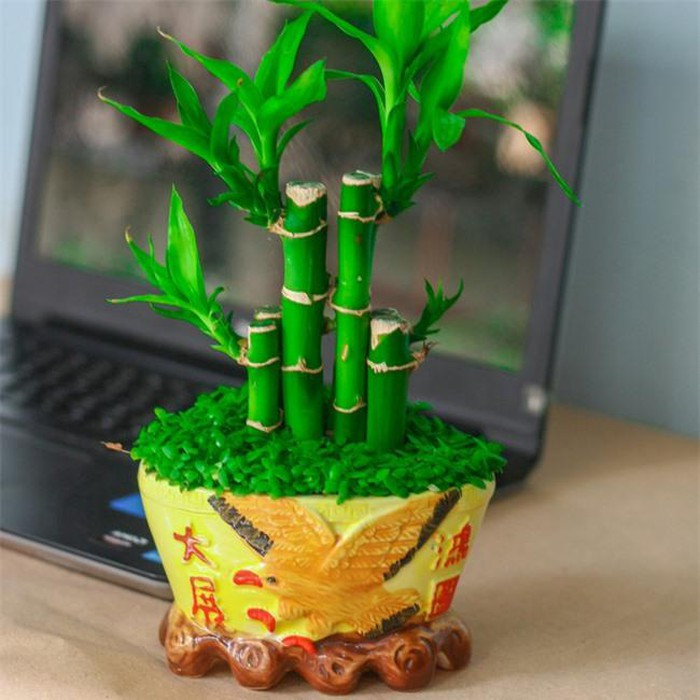 Tuổi Mão: Cây phát lộc Người tuổi này khẳng khái, quan hệ rộng rãi, biết đối nhân xử thế nên đường tài lộc cũng thường hanh thông. Chính vì vậy một cây phát lộc sẽ giúp bạn đẩy nhanh tốc độ làm giàu và tài lộc sẽ vào nhà nhiều hơn.