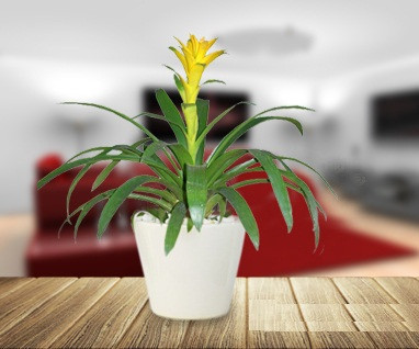 Tuổi Sửu: Cây dứa cảnh nến Con trâu là hình ảnh cần mẫn, chịu khó, có thể chịu được vất vả và làm việc chắc chắn. Một cây dứa cảnh bên trái bàn làm việc sẽ là cách để tăng vận may tiền tài và giúp người tuổi Sửu kiếm tiền nhanh cũng như thoải mái hơn.