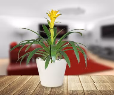 Tuổi Sửu: Cây dứa cảnh nến Con trâu là hình ảnh cần mẫn, chịu khó, có thể chịu được vất vả và làm việc chắc chắn. Một cây dứa cảnh bên trái bàn làm việc sẽ là cách để tăng vận may tiền tài và giúp người tuổi Sửu kiếm tiền nhanh cũng như thoải mái hơn.