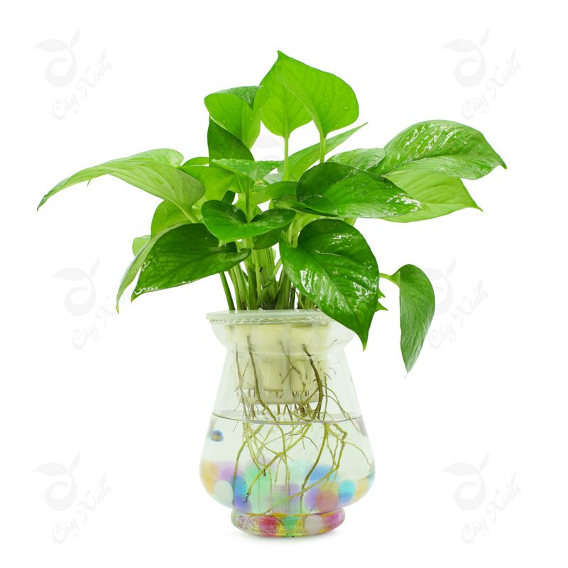 Tuổi Ngọ: Cây trầu bà Trong nhà người tuổi Ngọ nên đặt vài chậu trầu bà nhỏ, sẽ giúp tài vận của họ tập trung một mối, tuy nhiên cũng phải suy xét tình hình kỹ lưỡng, không được tham lam.