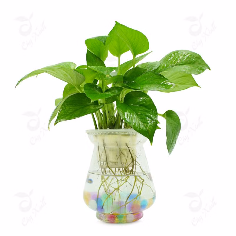 Tuổi Ngọ: Cây trầu bà Trong nhà người tuổi Ngọ nên đặt vài chậu trầu bà nhỏ, sẽ giúp tài vận của họ tập trung một mối, tuy nhiên cũng phải suy xét tình hình kỹ lưỡng, không được tham lam.