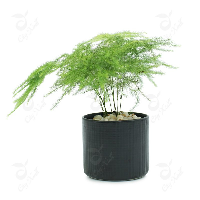 Tuổi Mùi: Cây lan quân tử Hãy đặt một chậu lan quân tử bên phải bức tường đối diện sofa trong nhà, sẽ mang đến quý nhân phù trợ họ trên con đường tài vận, có khát vọng và nỗ lực kiếm tiền hơn.