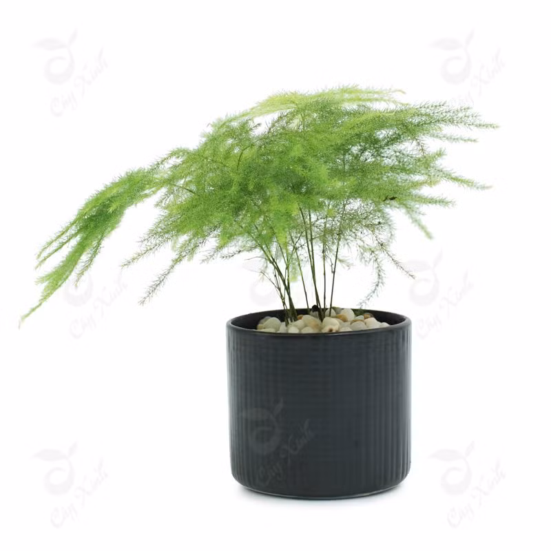 Tuổi Mùi: Cây lan quân tử Hãy đặt một chậu lan quân tử bên phải bức tường đối diện sofa trong nhà, sẽ mang đến quý nhân phù trợ họ trên con đường tài vận, có khát vọng và nỗ lực kiếm tiền hơn.