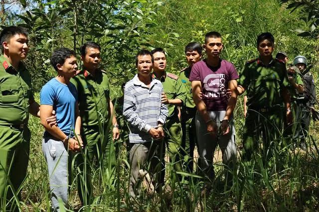 Bat ke cam dau ha doc hon 10 ha rung thong 20 nam tuoi