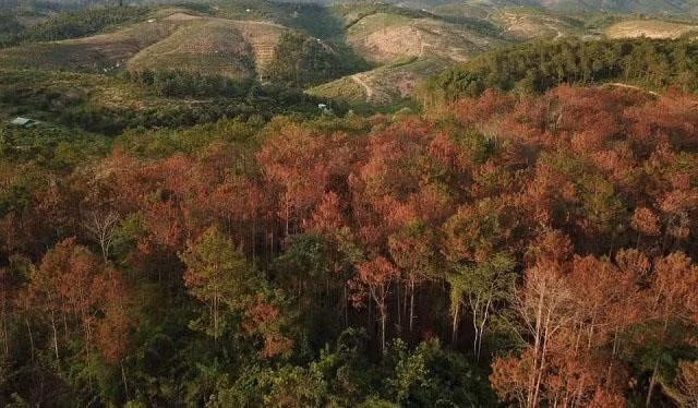 Bat ke cam dau ha doc hon 10 ha rung thong 20 nam tuoi-Hinh-2