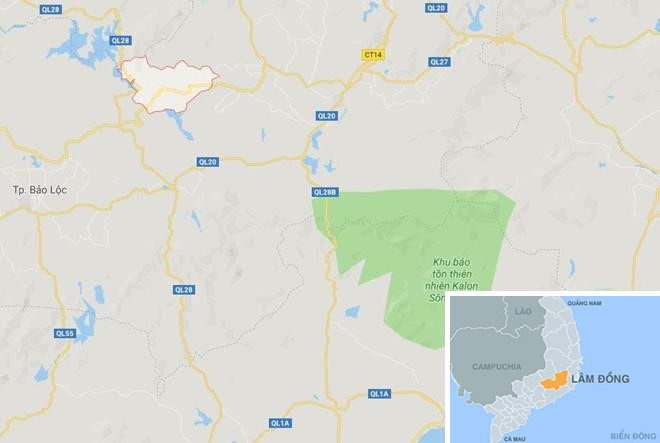 Bat ke cam dau ha doc hon 10 ha rung thong 20 nam tuoi-Hinh-3