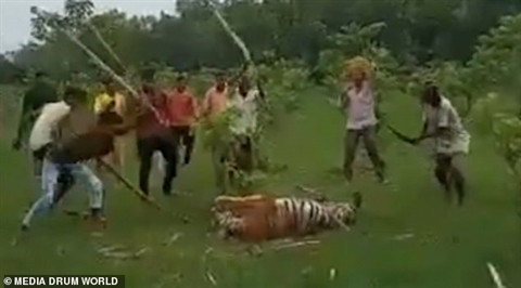 Ho du tan cong nguoi, chet dau don vi bi dan lang quay danh-Hinh-3