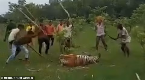 Hổ dữ tấn công người, chết đau đớn vì bị dân làng quây đánh - Hình 3 Ho du tan cong nguoi, chet dau don vi bi dan lang quay danh-Hinh-3