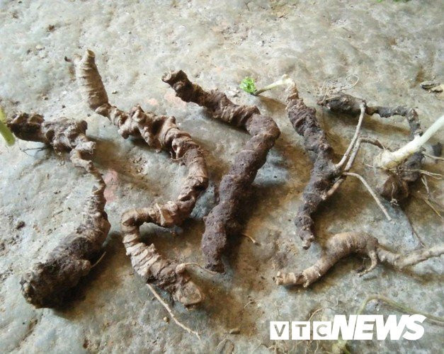 Ca lang vao rung dao cu dat nhu vang rong, 300 trieu/kg