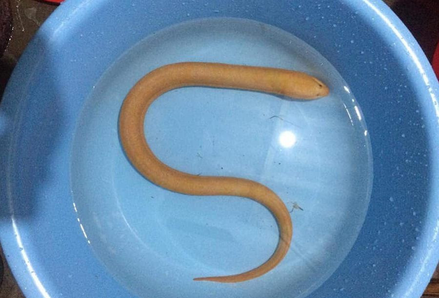 Con luon vang tim thay o Quang Binh quy hiem, tac dung chua benh than ky the nao?