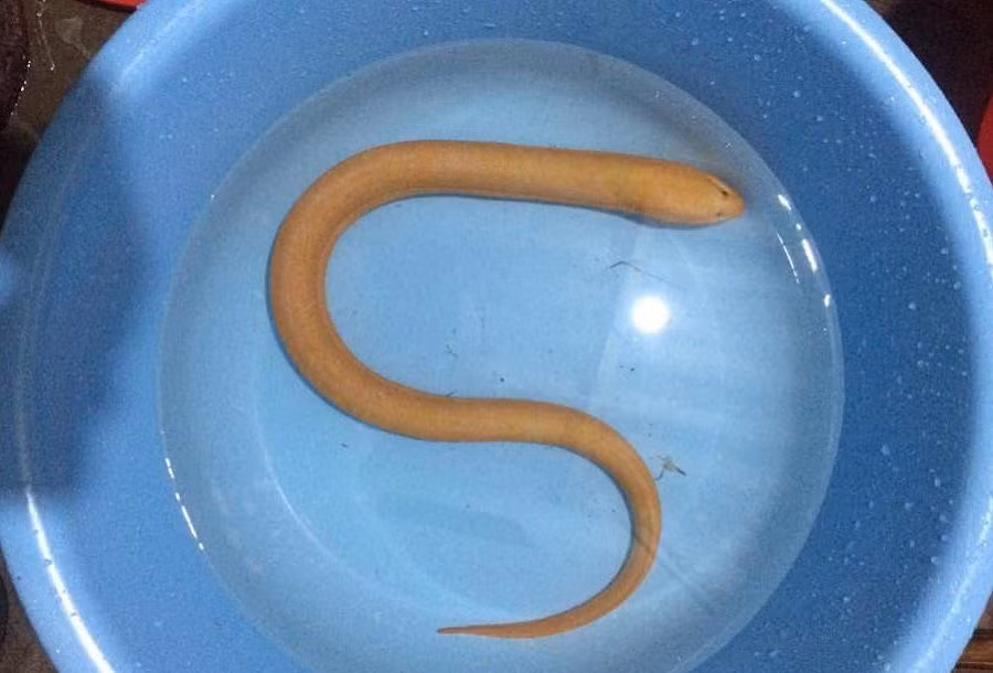 Con luon vang tim thay o Quang Binh quy hiem, tac dung chua benh than ky the nao?