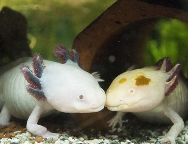 Có 4 gen kiểm soát sắc tố cơ thể của loài này. Thông thường chúng có màu nâu, đen với các đốm vàng hay màu ô liu nhưng hiện có những con màu trắng, mắt đen do việc lai tạo của những người buôn thú cưng.