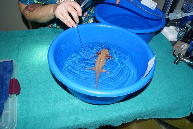 Từ năm 2010, axolotls sống hoang dã gần như tuyệt chủng do quá trình đô thị hóa ở thủ đô Mexico City và ô nhiễm nguồn nước cùng các loài xâm lấn như cá rô phi, cá rô. Hiện nay, quá trình bảo tồn loài này đang được tiến hành với các biện pháp trong đó có việc tạo môi trường sống cho chúng trong tự nhiên tại Mexico.