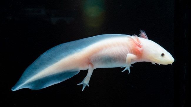 Axolotl là loài ăn thịt. Thức ăn của chúng là các con mồi nhỏ như giun, côn trùng và cá nhỏ trong tự nhiên.