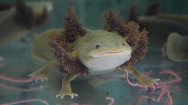 Kỳ giông Axolotl còn được gọi là kì giông Mexico là loài bản địa ở hồ Xochimilco và hồ Chalcot thuộc trung tâm thủ đô Mexico City.
